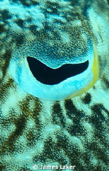 Cuttlefish eye close up by James Laker 